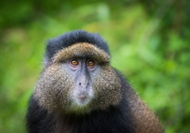 Altın maymun portresi