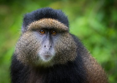 Altın maymun portresi