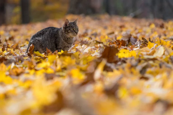 Tabby-Katze im Herbstlaub — Stockfoto