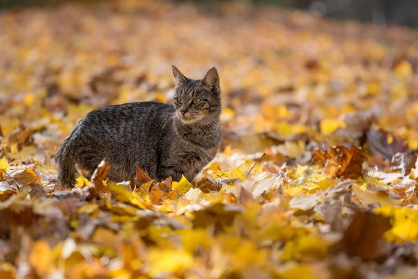 Тэбби кот в осенних листьях — стоковое фото