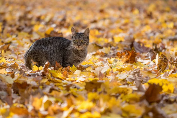 Tabby cat in fall leaves — Stock Photo, Image