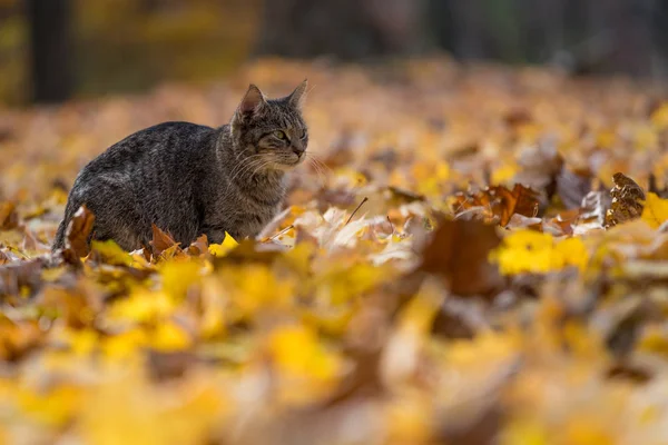 Gato tabby en hojas de otoño —  Fotos de Stock