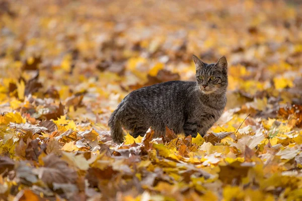 Tabby cat in fall leaves — Stock Photo, Image