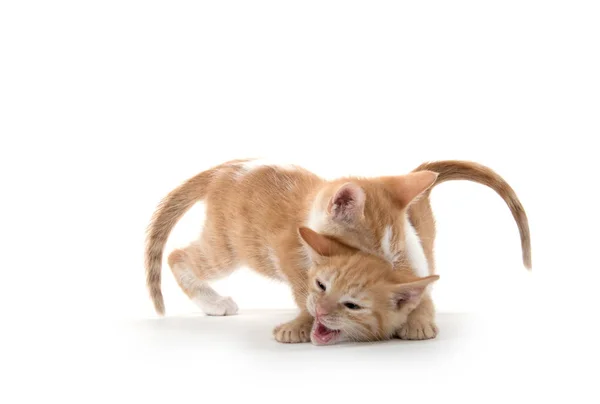 Dois gatinhos bonitos jogando — Fotografia de Stock