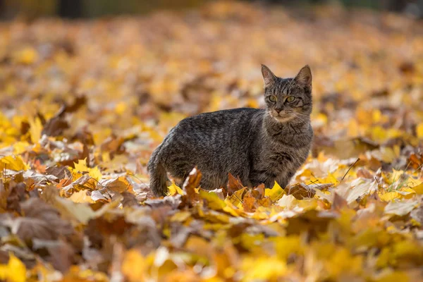 Sonbahar yaprakları tekir kedi — Stok fotoğraf