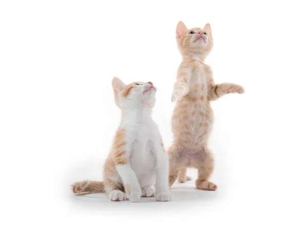 Dois gatinhos bonitos no branco — Fotografia de Stock