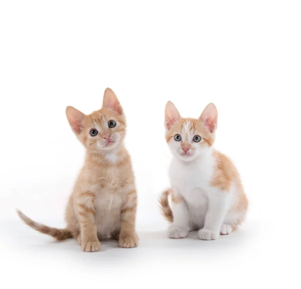 Dos gatitos lindos en blanco — Foto de Stock