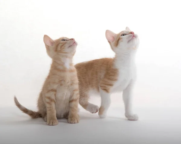 Дві милі кошенята на білому — стокове фото