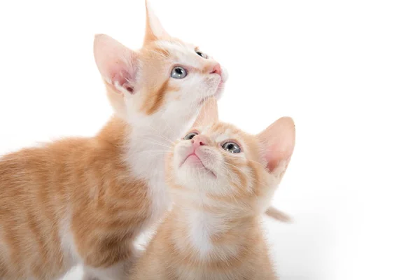 Two cute kittens on white — Stock Photo, Image