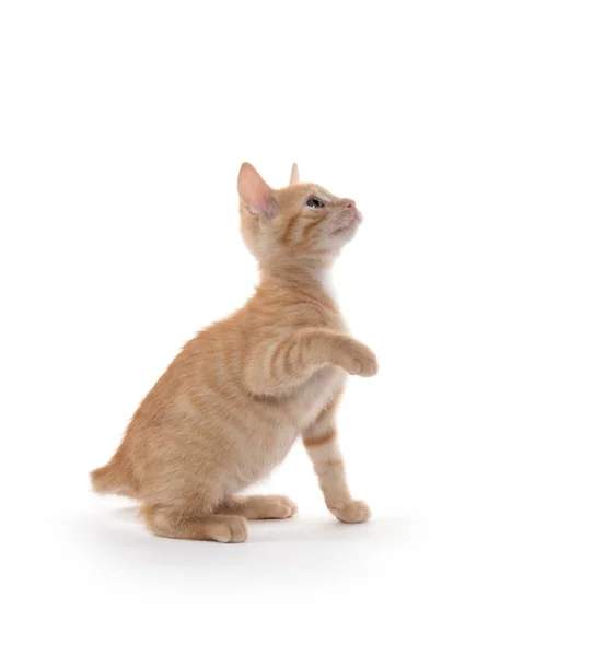 Lindo amarillo tabby gatito en blanco —  Fotos de Stock