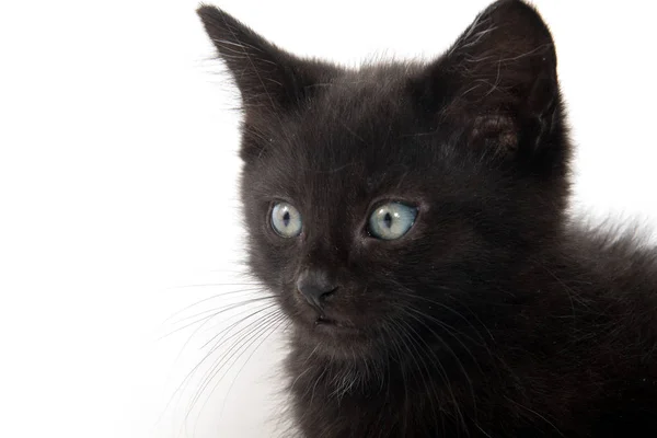 Портрет чорного кошеняти — стокове фото