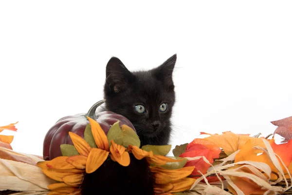 Чёрный котёнок и осенние украшения — стоковое фото
