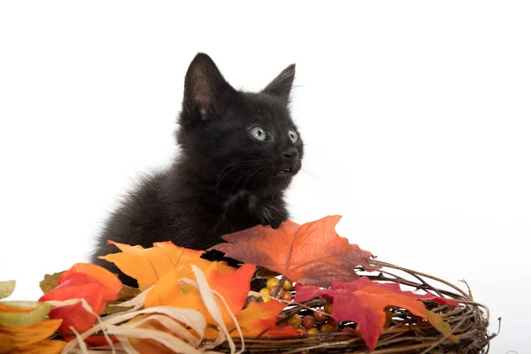 Schwarzes Kätzchen und Herbstdekorationen — Stockfoto