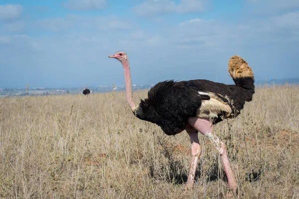 Struzzo nel Parco Nazionale di Nairobi — Foto Stock