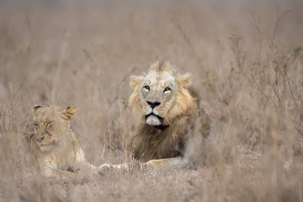 Erkek ve dişi aslan — Stok fotoğraf