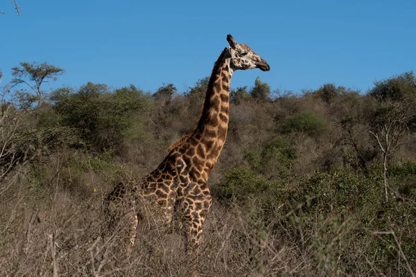 Giraffe en blauwe hemel — Stockfoto