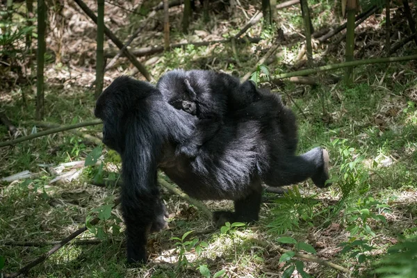 Baby mountain gorilla — Stock Photo, Image