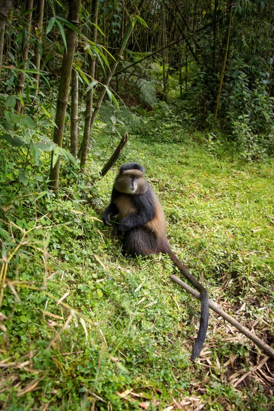 Golden monkey in Volcanoes National Park — Stock Photo, Image