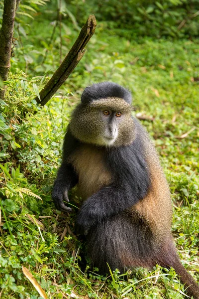 黄金の猿火山国立公園 — ストック写真