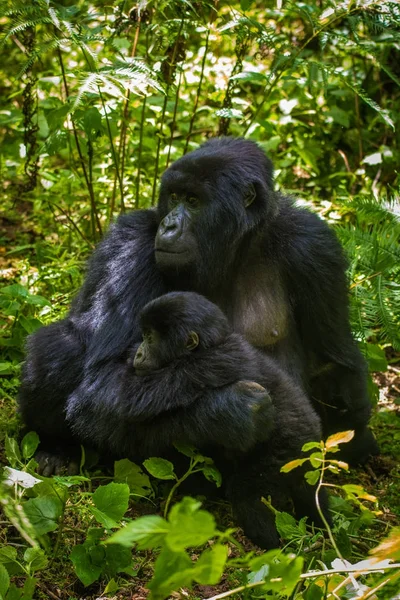 Goryl górski i niemowlę — Zdjęcie stockowe