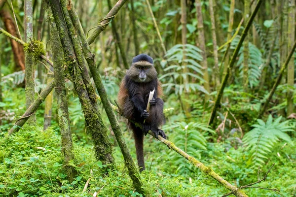 Singe doré dans le parc national des Volcans — Photo