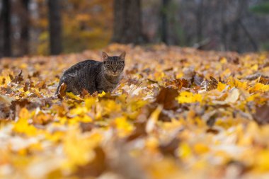 Sonbahar yaprakları tekir kedi