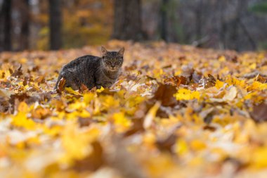 Sonbahar yaprakları tekir kedi