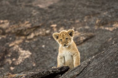 Afrika aslanı yavrusu