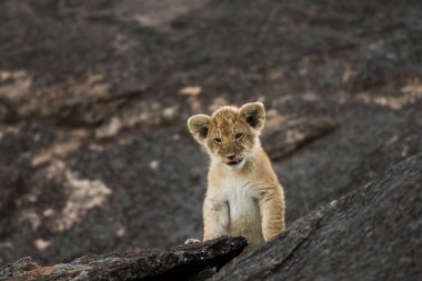 Afrika aslanı yavrusu