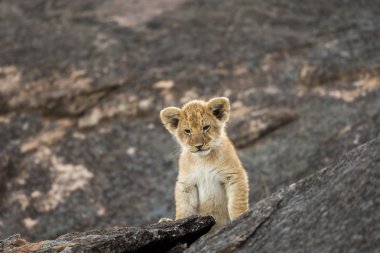 Afrika aslanı yavrusu