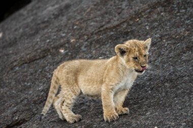 Afrika aslanı yavrusu