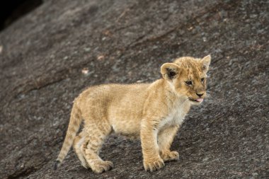 Afrika aslanı yavrusu