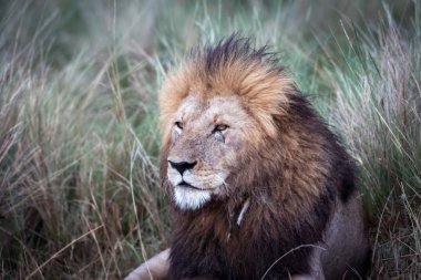 erkek Afrika aslanı