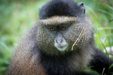 Altın maymun portresi