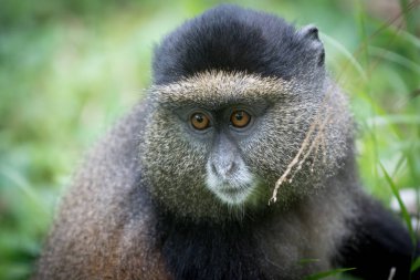 Altın maymun portresi