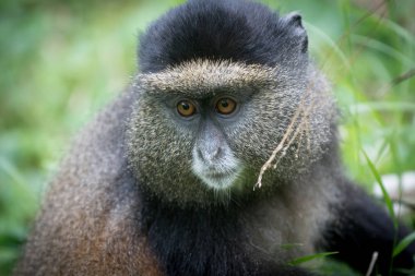 Altın maymun portresi