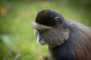 Altın maymun portresi