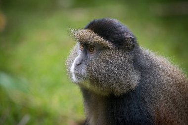 Altın maymun portresi