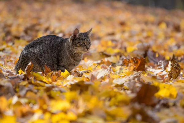 Sonbahar yaprakları tekir kedi — Stok fotoğraf