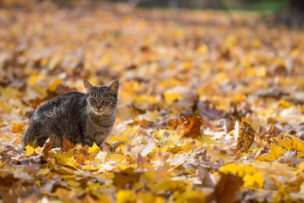 Tabby cat in fall leaves — Stock Photo, Image