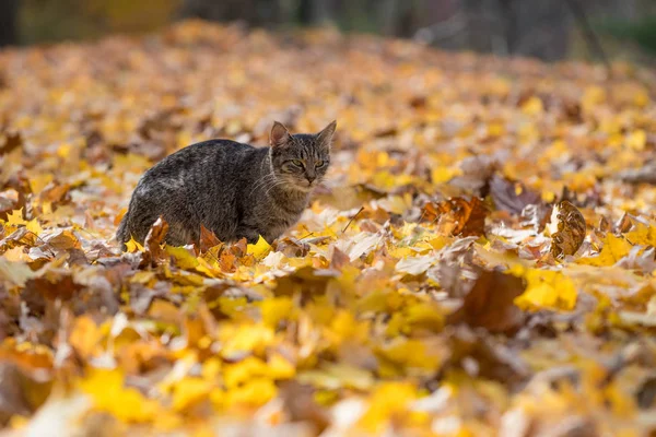 Gato tabby en hojas de otoño — Foto de Stock