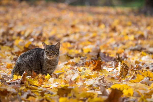 Gato tabby en hojas de otoño —  Fotos de Stock
