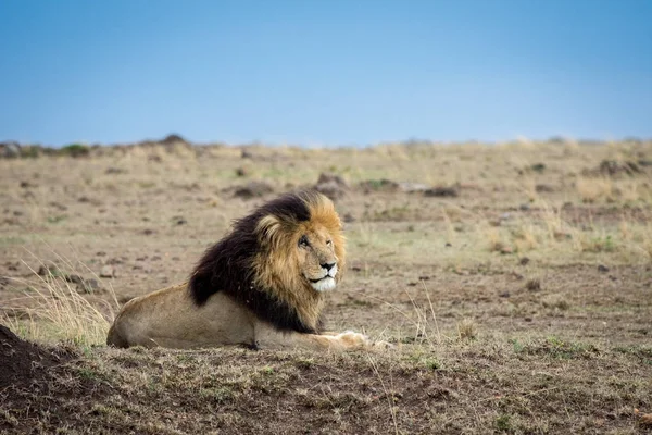 Afrikanischer Löwe — Stockfoto