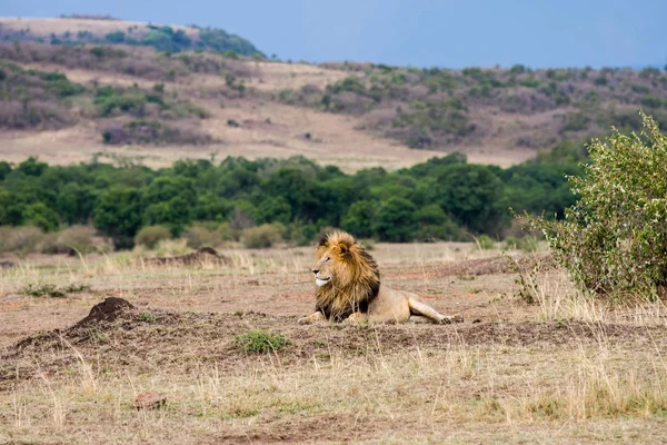 Lion africain mâle — Photo