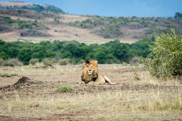 Mannelijke Afrikaanse leeuw — Stockfoto