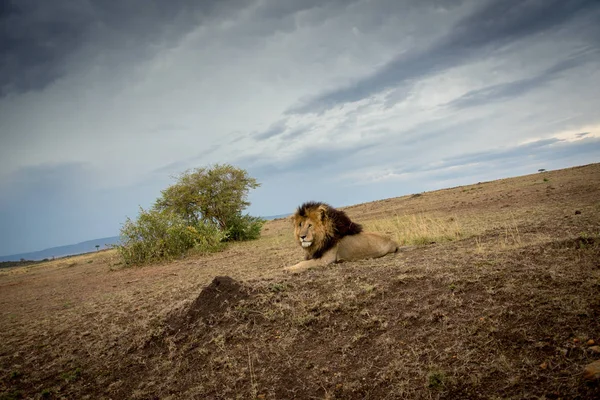 Erkek Afrika aslanı — Stok fotoğraf