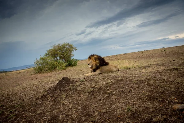Singa Afrika jantan — Stok Foto