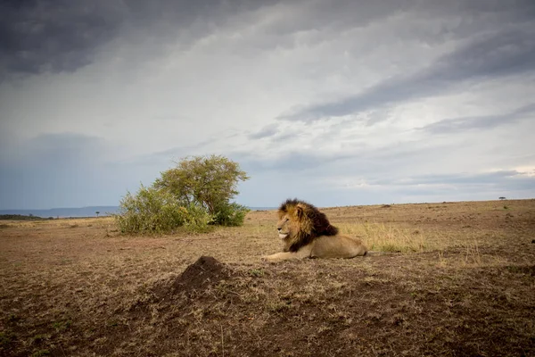 Singa Afrika jantan — Stok Foto