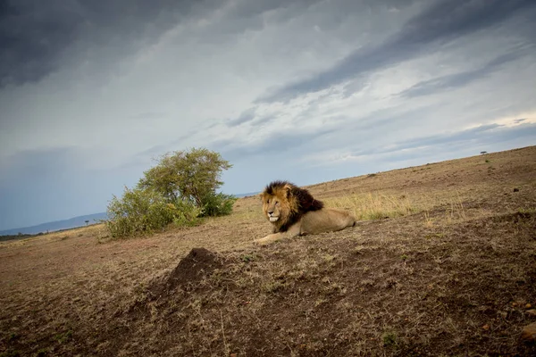 Erkek Afrika aslanı — Stok fotoğraf