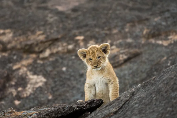非洲狮幼兽 — 图库照片